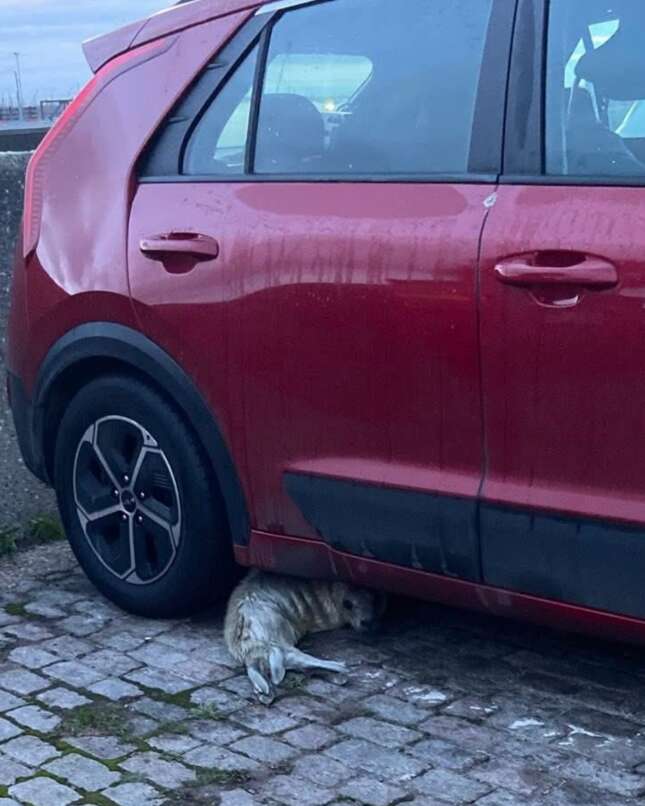 A baby seal wiggles her way underneath a red car.