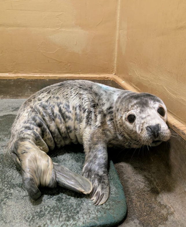 A seal pup molting.