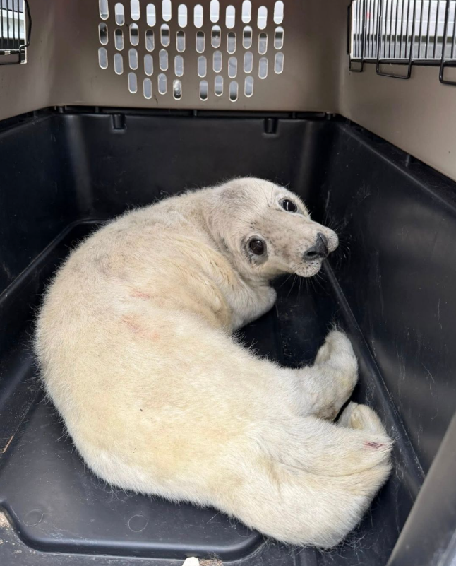 A baby seal pup covered in white fur sits in a rescue crate.