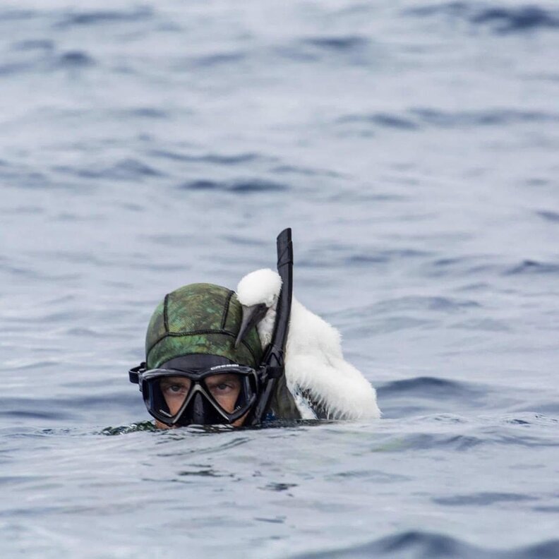 Baby booby sits on diver's shoulder