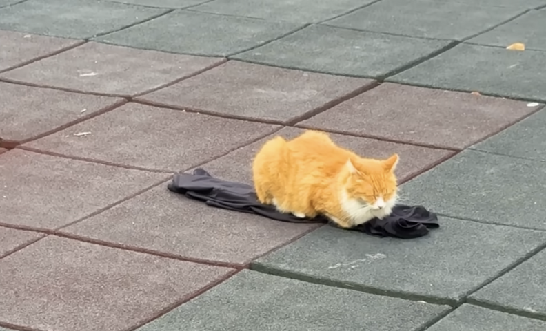 再び子猫が登場