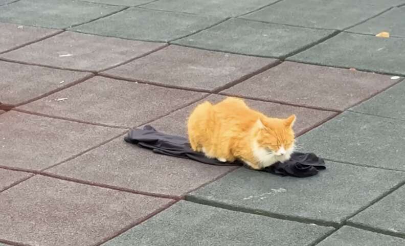 再び子猫が登場