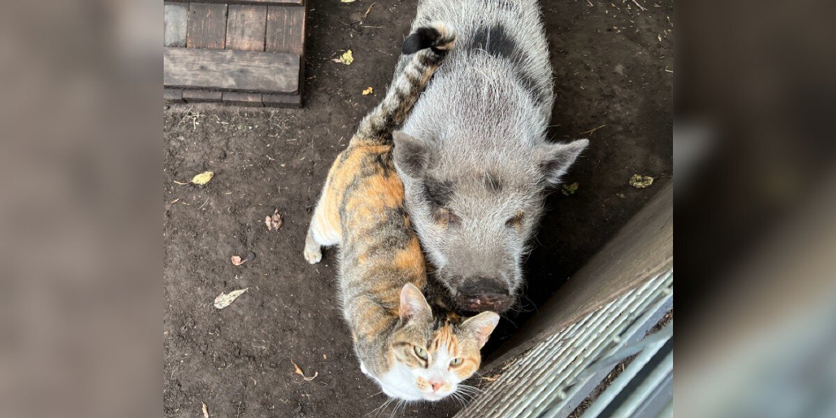Feral Cat Meets A Lonely Pig And The Friendship Changes Both Their Lives