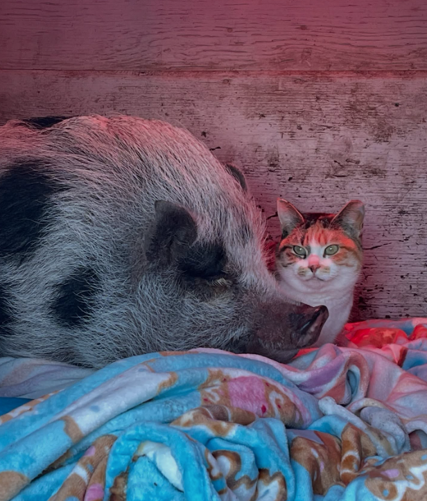 Jade snuggling near Gordo in his private cabin