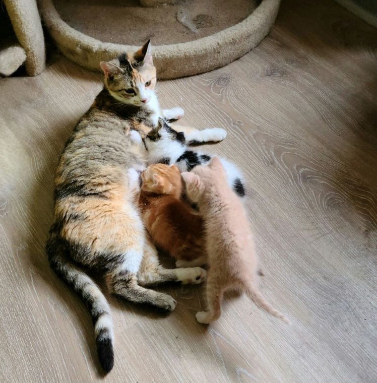 ジャードと子猫たち