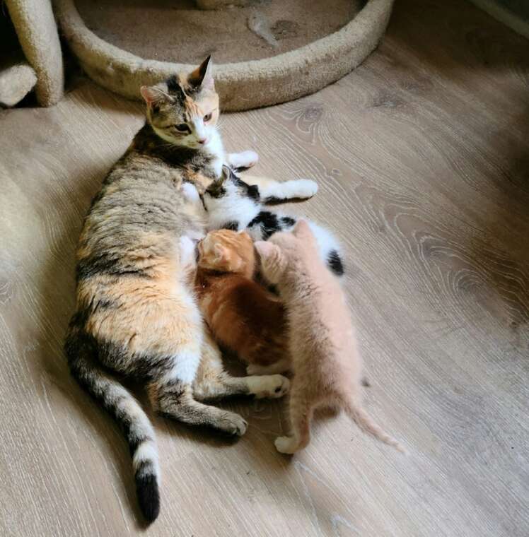 ジャードと子猫たち