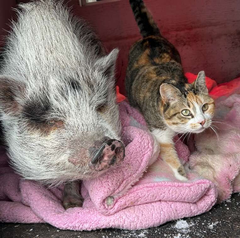 ゴルドとジャードの友情