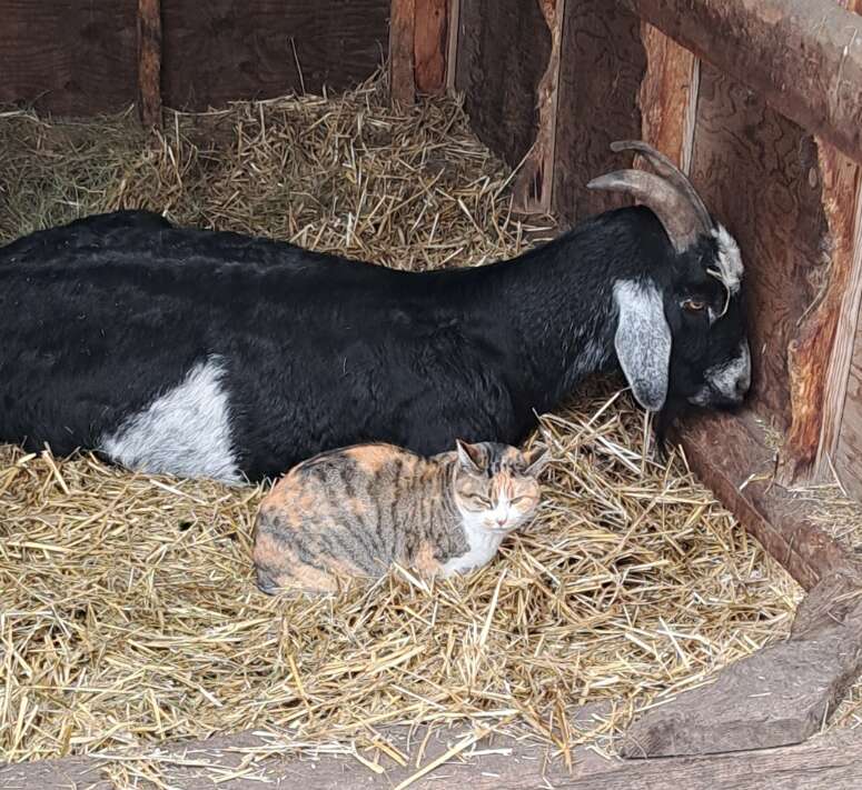 子ヤギと一緒のジャード