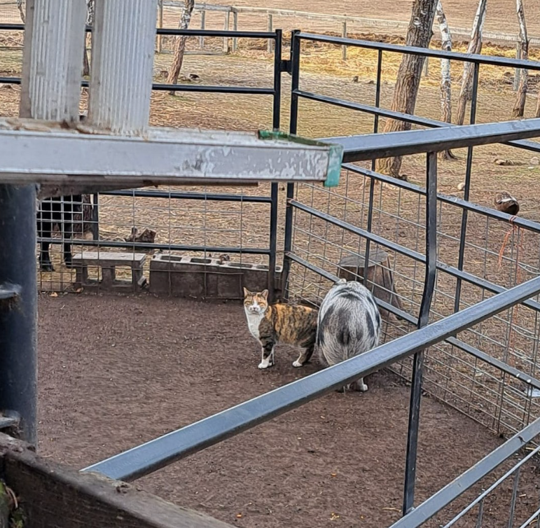 ジャードとゴルド