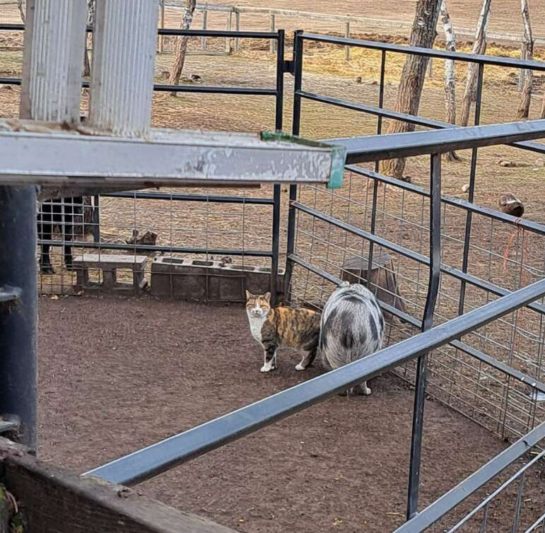 ジャードとゴルド