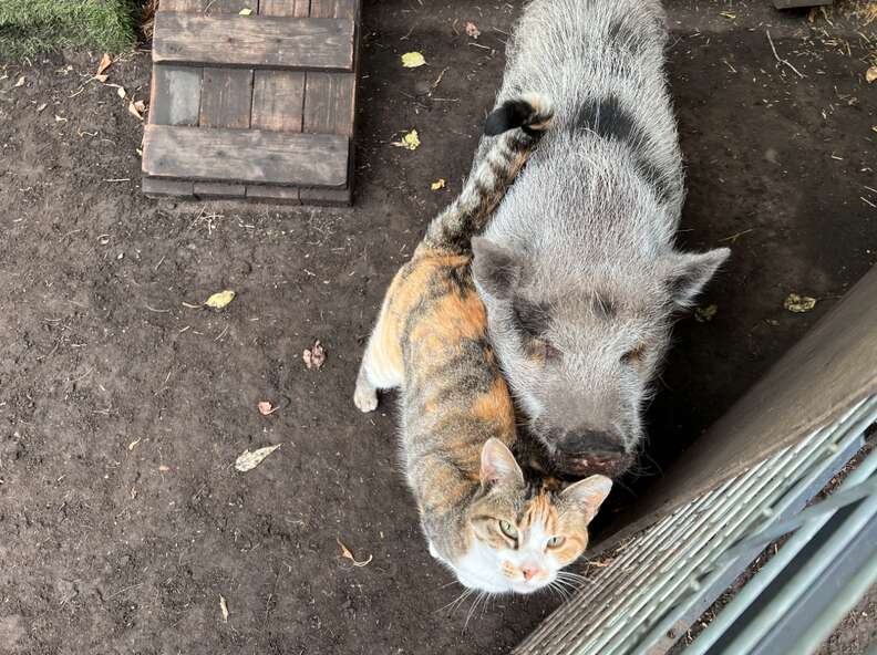 Jade showing love and warmth among other animals