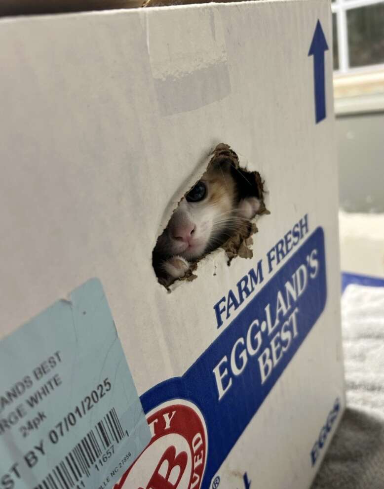 Egg carton with kittens inside