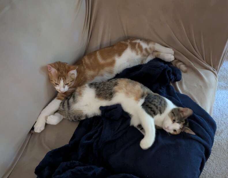 Rescued kitten being treated for fleas