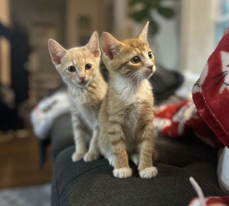 Kittens recovering in foster home