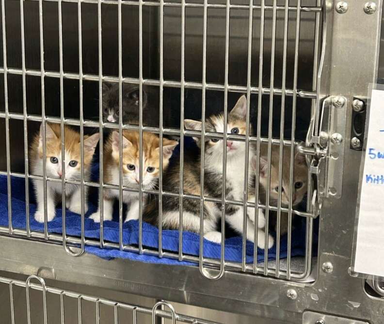 Staff examining kittens