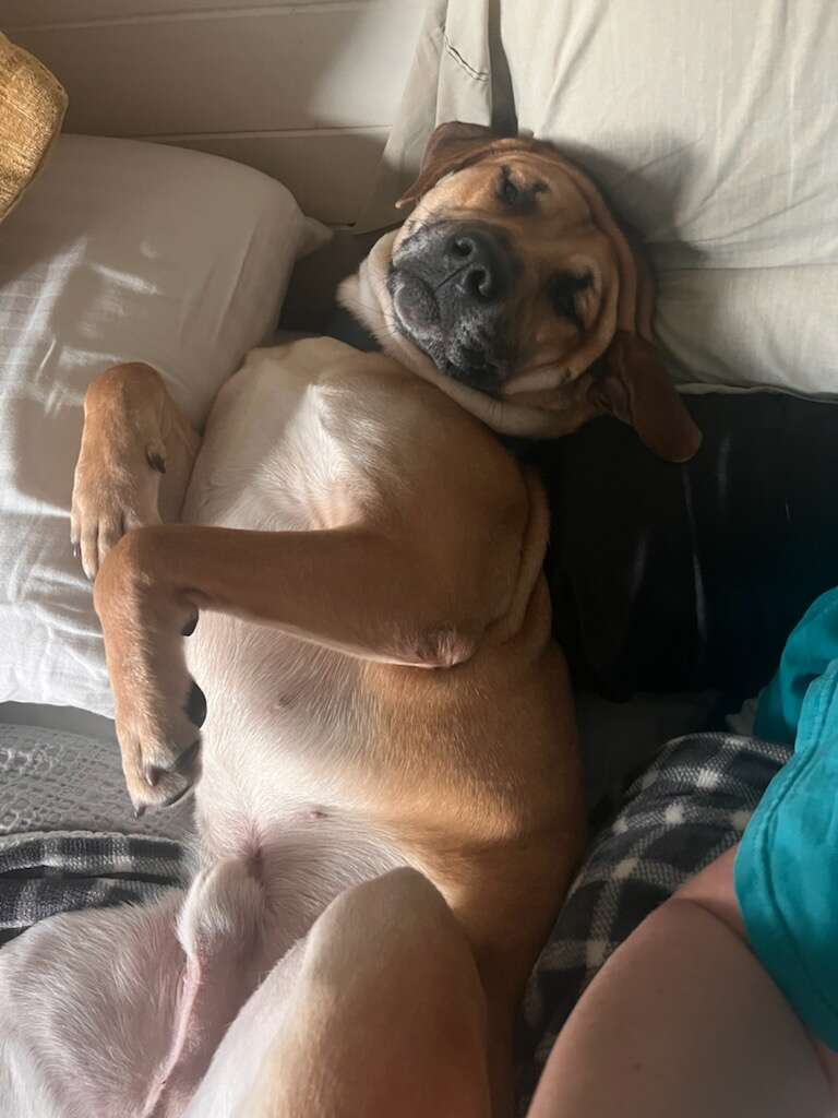 犬がソファに寝転んでいる