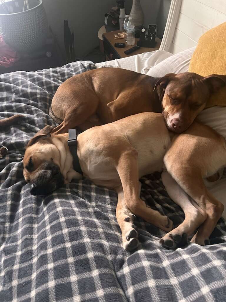 里親犬とその兄弟が寄り添う