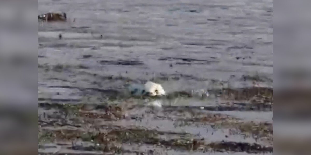 Woman Hears Wet Ball Of Fur Crying Out And Realizes A Brand-New Baby Needs Help