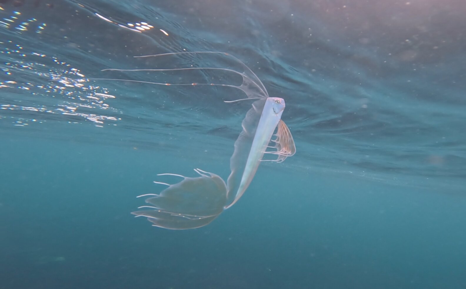 Diver Shocked When He Spots Rare Deep Sea Fish In Only 15 Feet Of Water ...