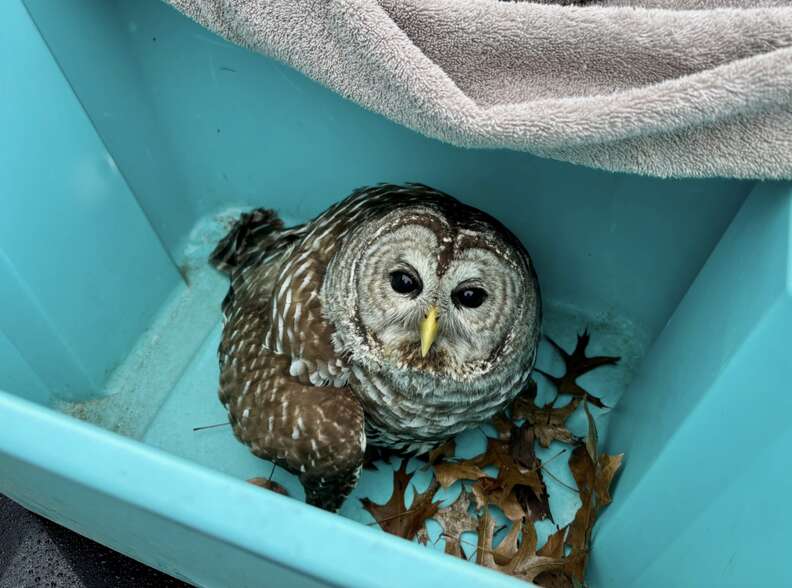 rescued owl in blue bin