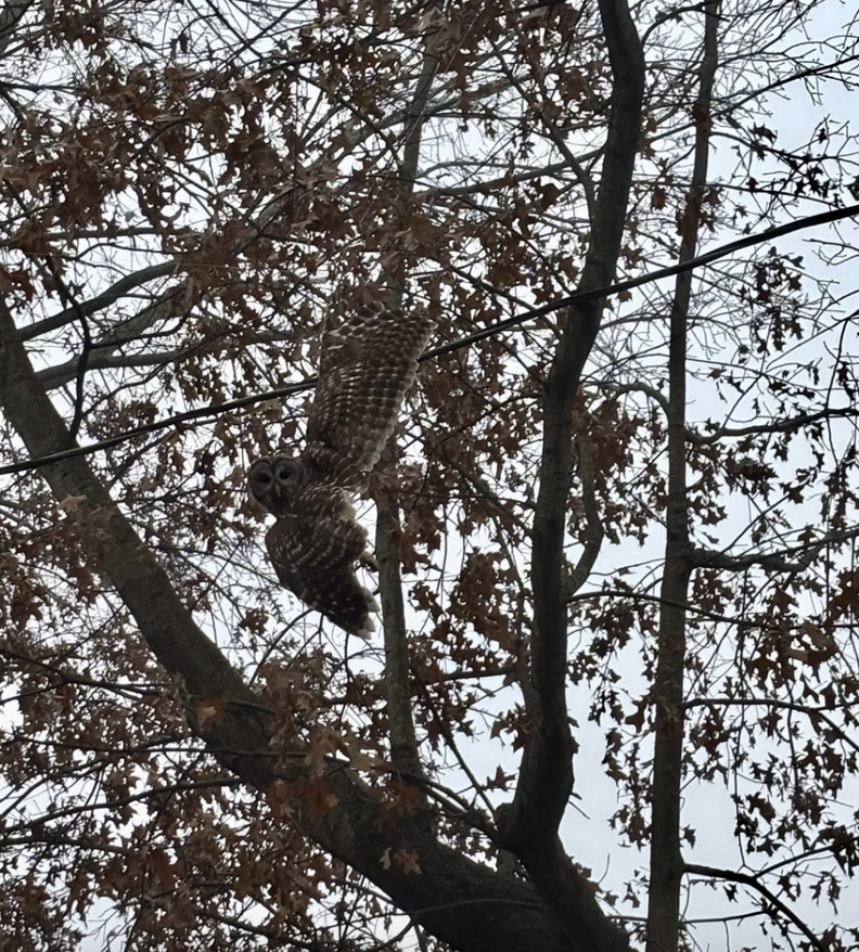 owh hanging from tree branch