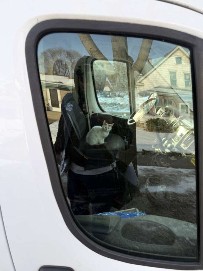 kitty curled up inside mail truck