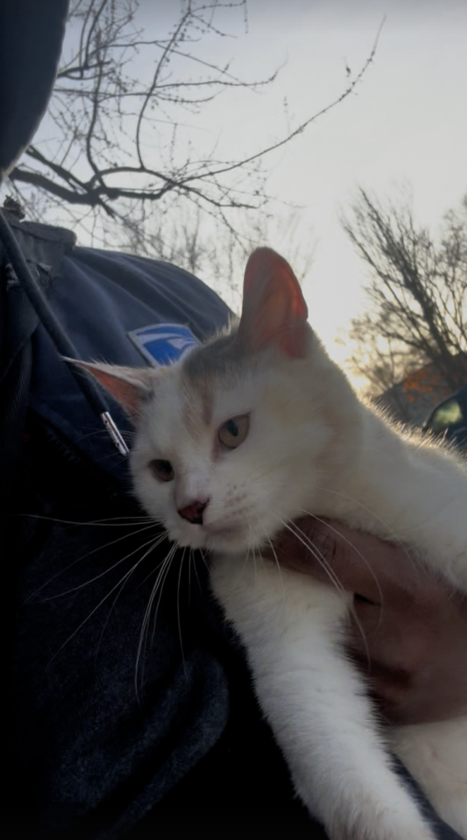 mailman carrying white cat