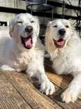 Meadow and Blueberry relaxing