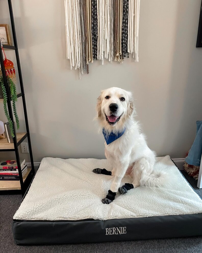 BernieとAtticusのあいさつ