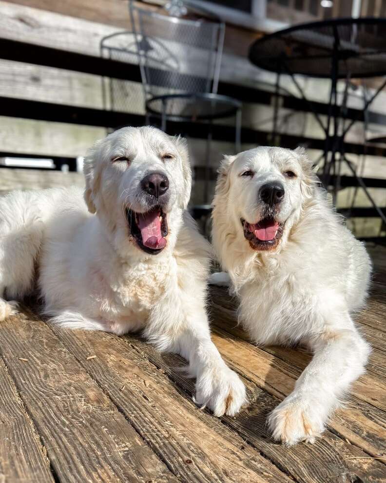 BernieとAtticusの楽しいひととき