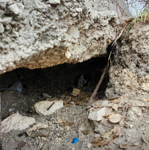 A puppy hiding in the dark underneath a slab of concrete.