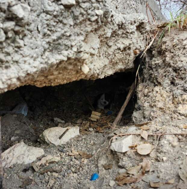A puppy hiding in the dark underneath a slab of concrete.