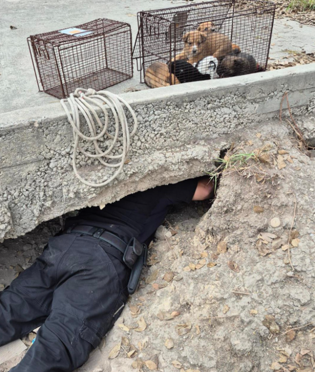 Animal control officer on the ground trying to help puppies.