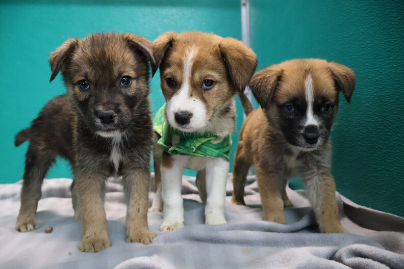 Three fluffy, brown shelter puppies looking at the camera.