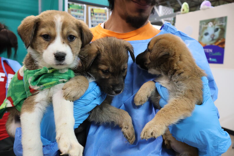 Shelter worker holding three puppies who just arrived at the shelter.
