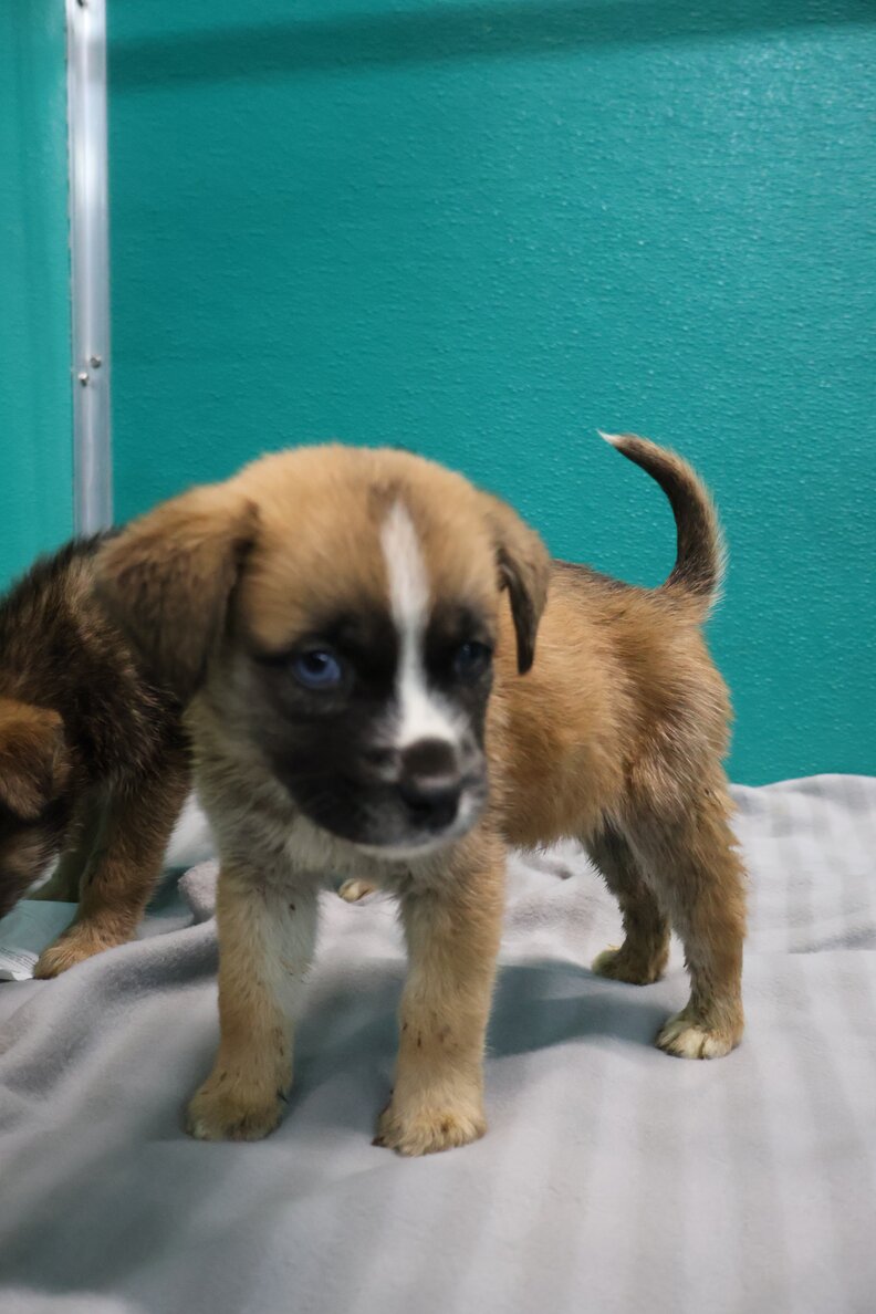 A rescue puppy standing in a warm shelter.