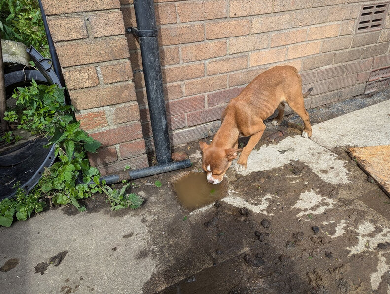puppy in a courtyard