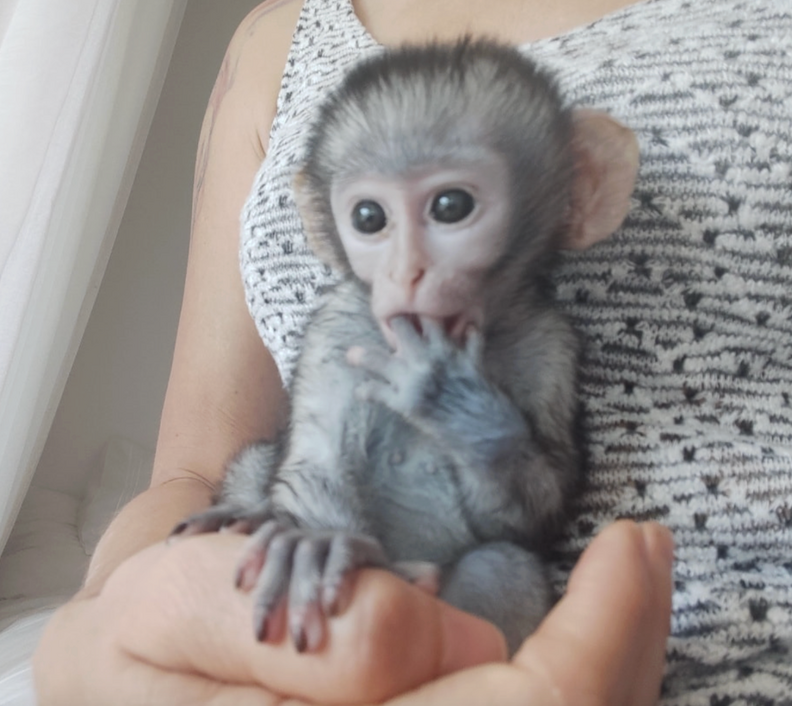 赤ちゃんモンキー