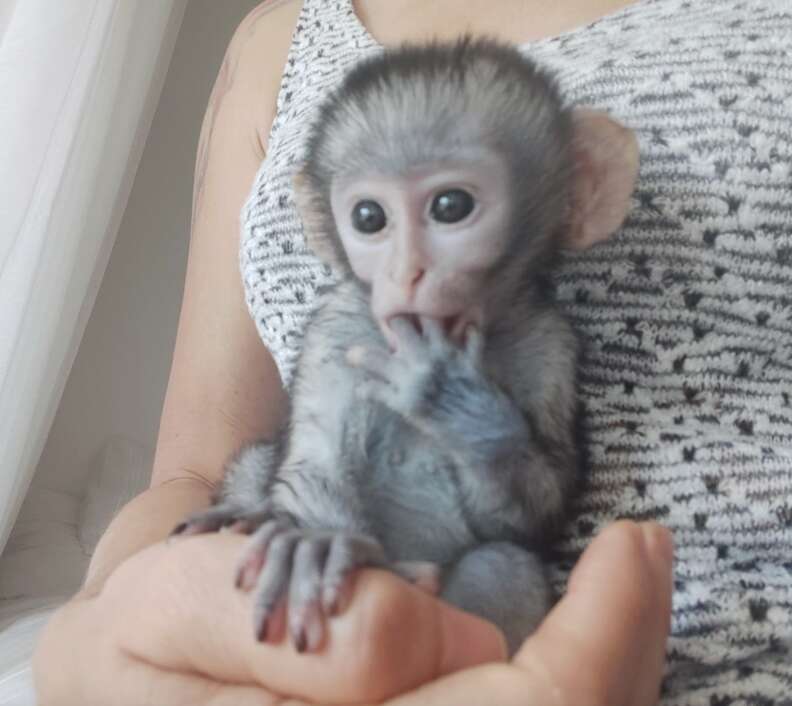 赤ちゃんモンキー