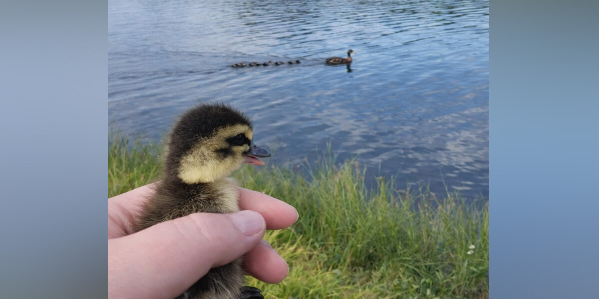 Lost Baby Duck's Desperate Squeaks Lead To The Most Heartwarming ...