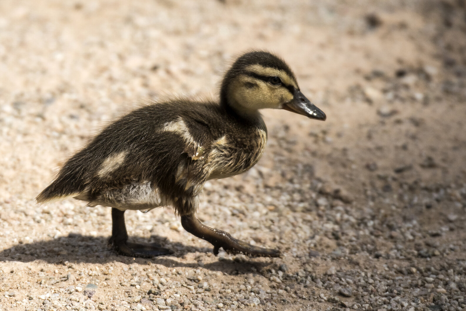 Lost Baby Duck's Desperate Squeaks Lead To The Most Heartwarming ...