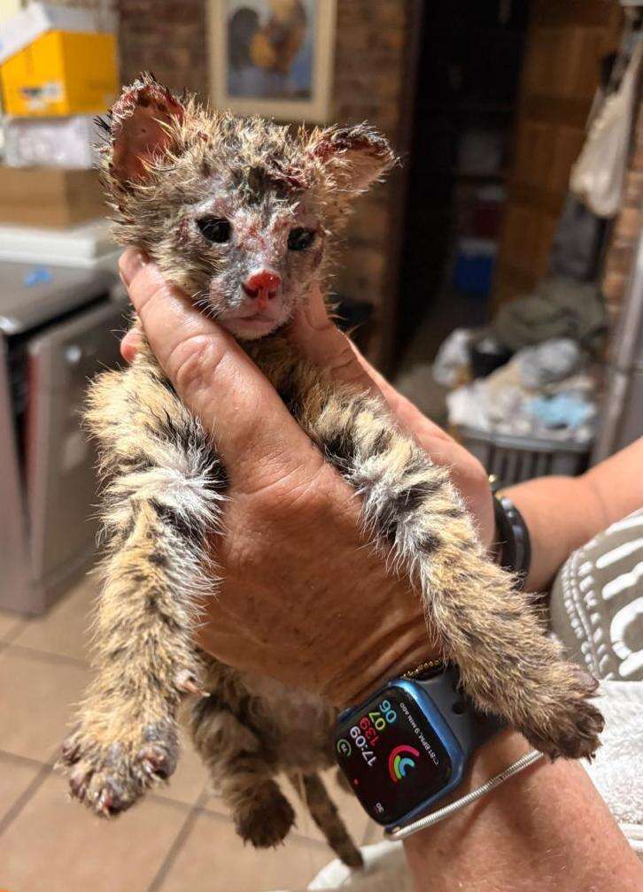 Rescuer holding up a serval cub who has burns on her face and ears.