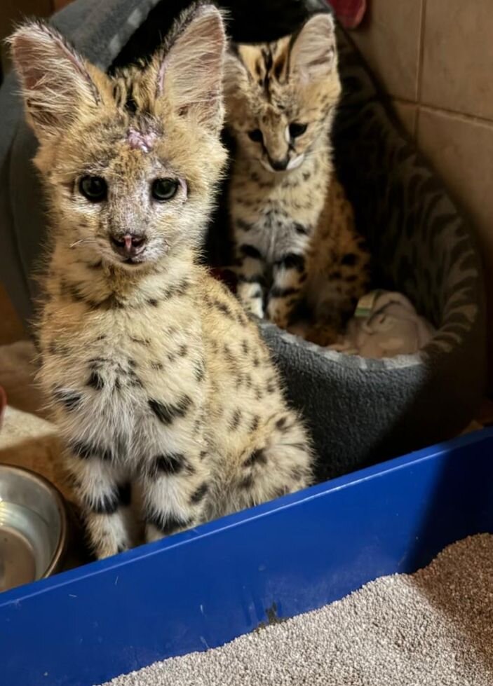 Two young servals looking at the camera in a shelter enclosure.