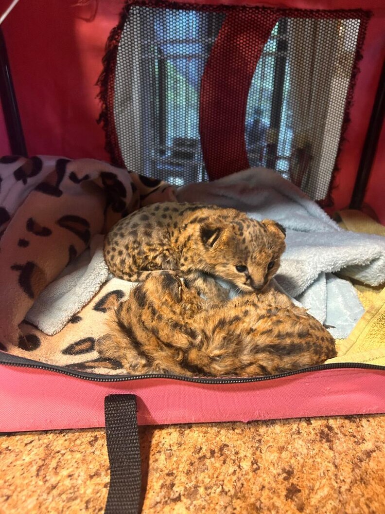 Two serval cubs sleeping in a carrier at a shelter. 