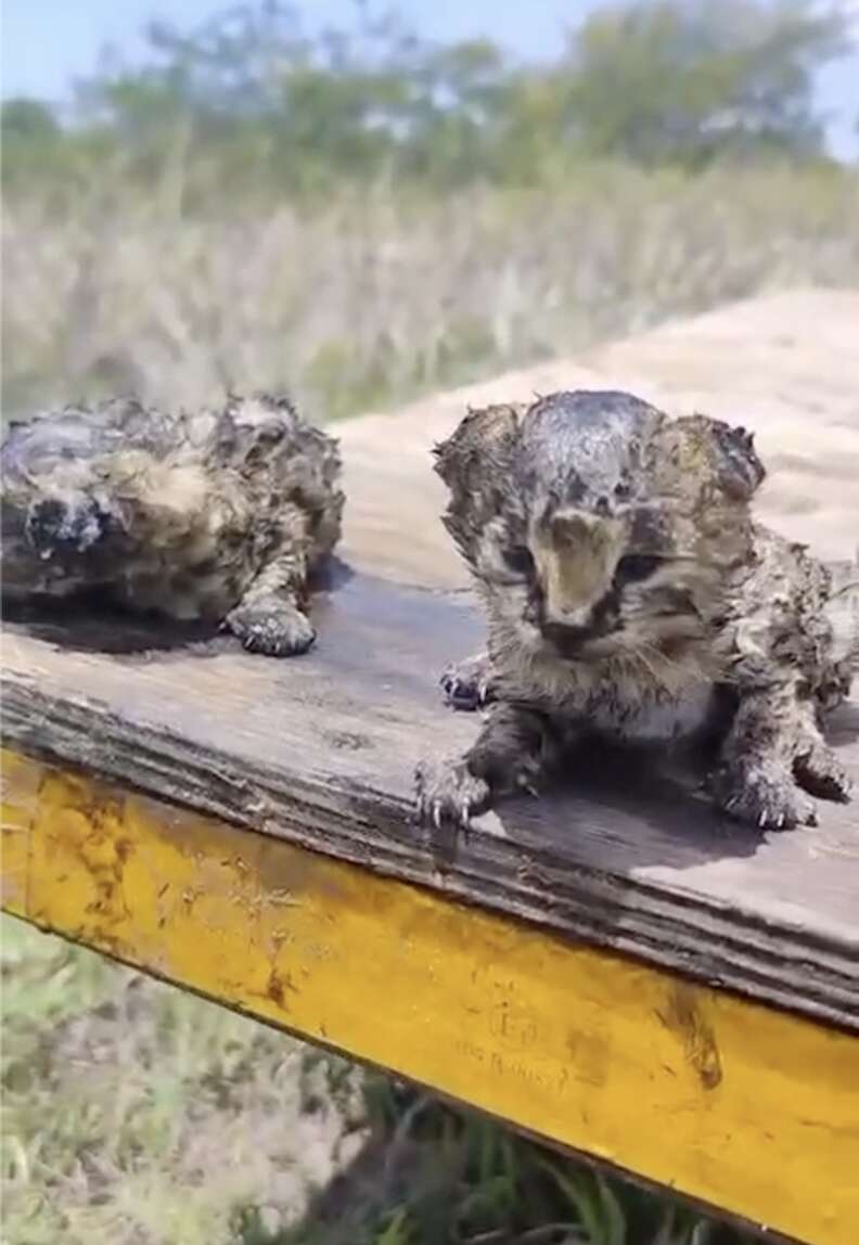 Two serval cubs covered in soot after surviving a fire.