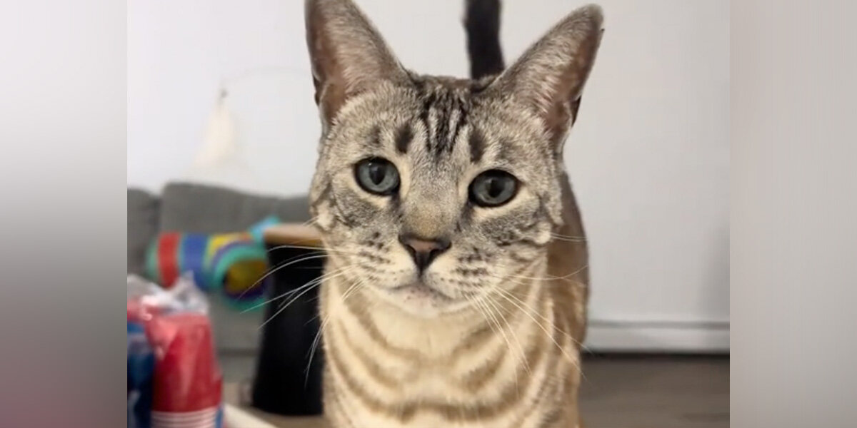 Woman Realizes Her Cat Has Been Mispronouncing 'Meow' The Whole Time