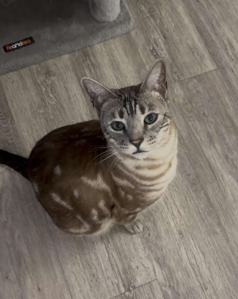 Prince the cat with a curious expression
