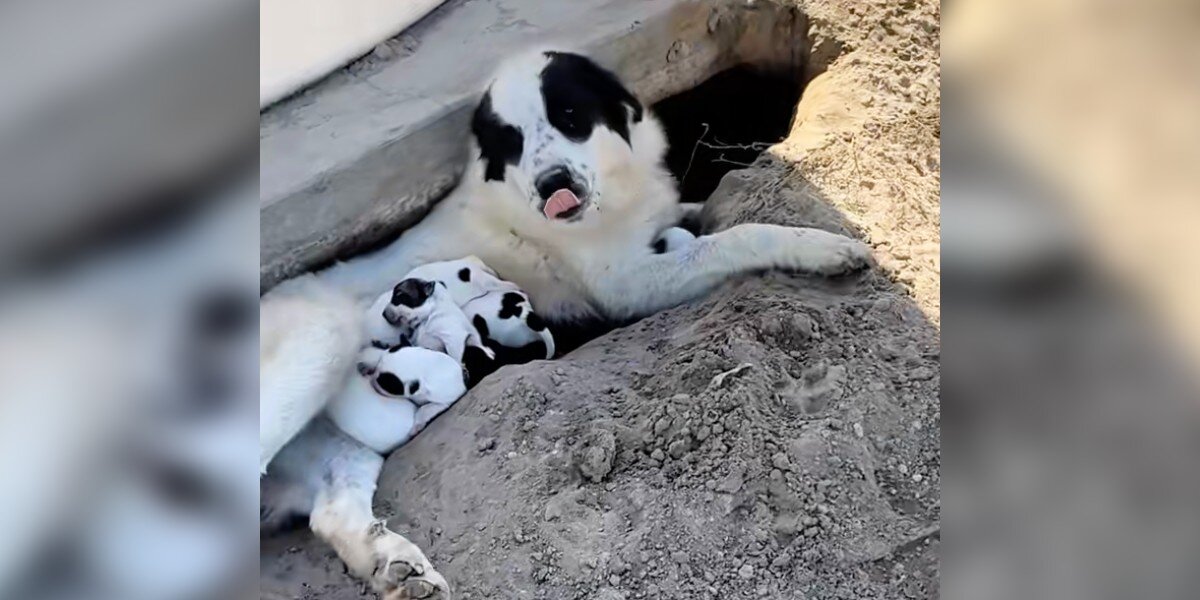 Rescuer Goes To Save Dogs Abandoned In Orchard And Ends Up With 10 Newborn Puppies - The Dodo image