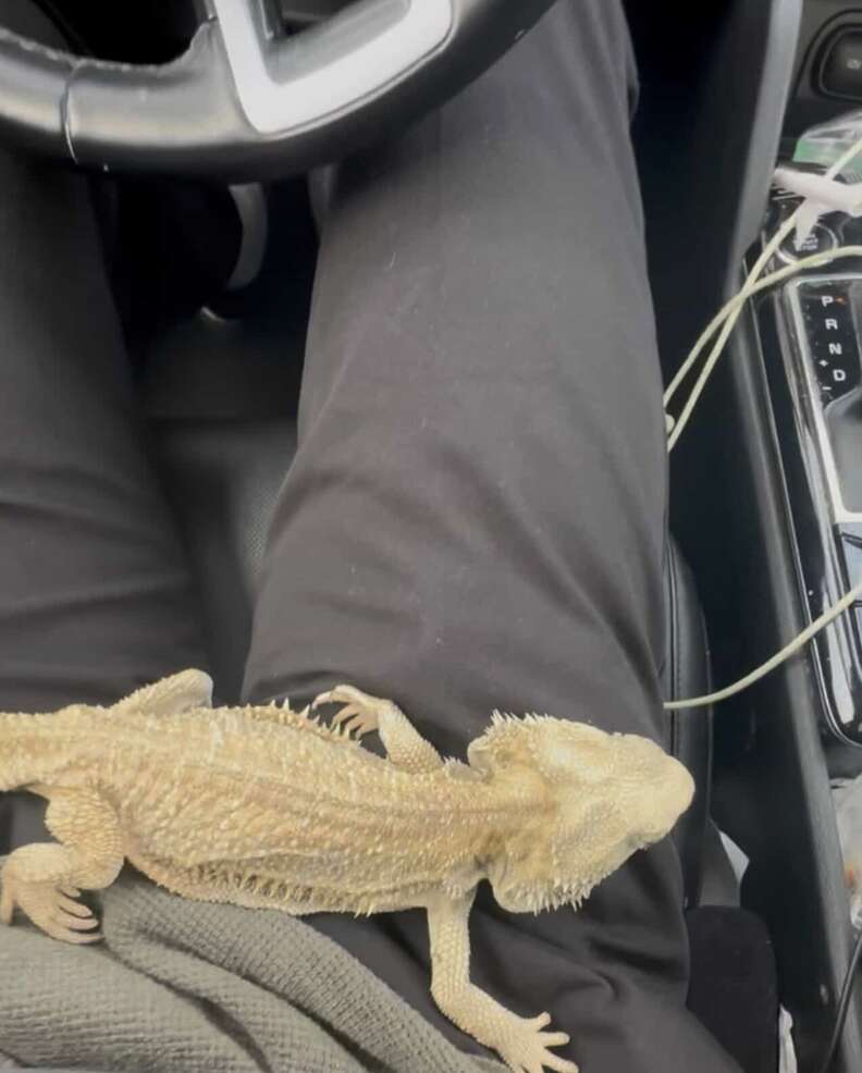 skinny, starving lizard