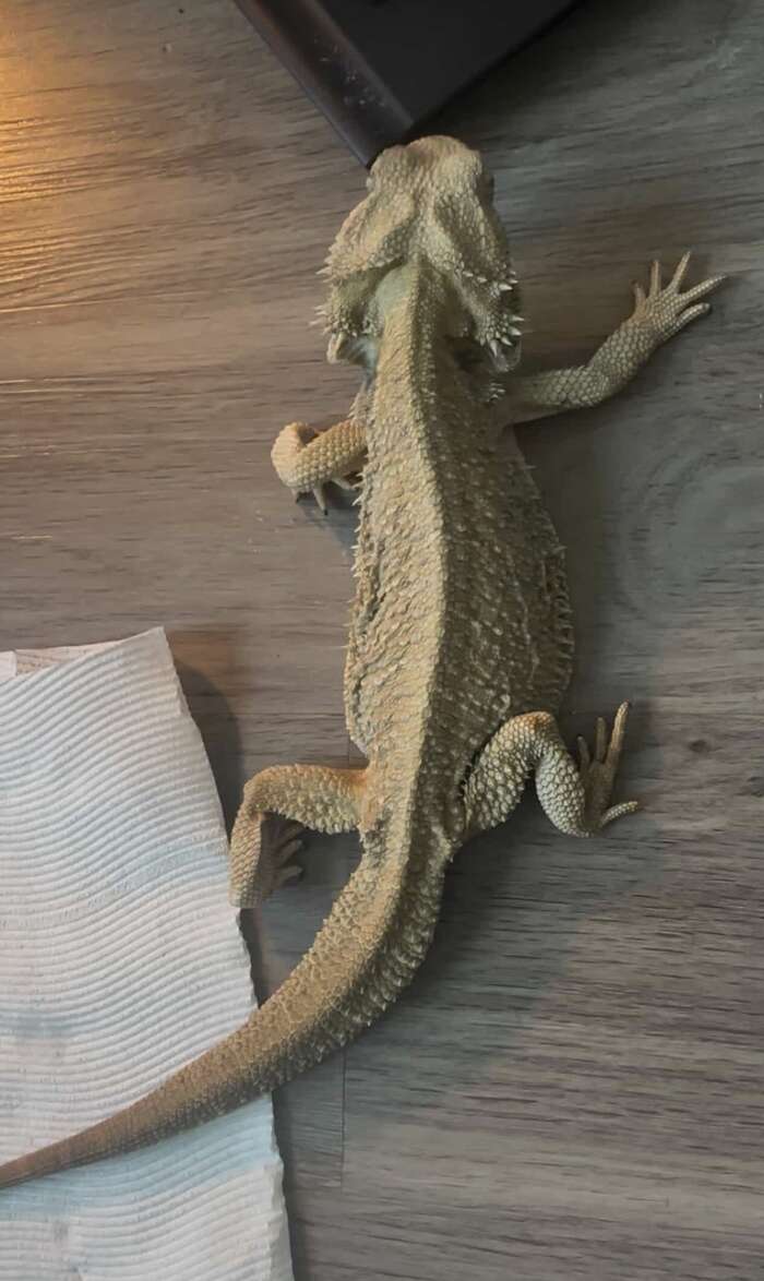 emaciated bearded dragon before being rescued